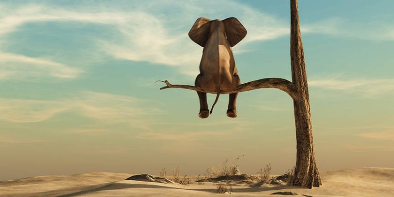 Elefant